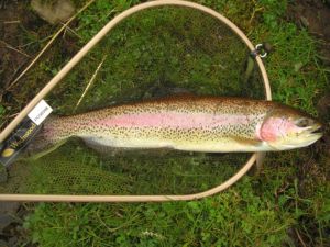 Devon rainbow 100409