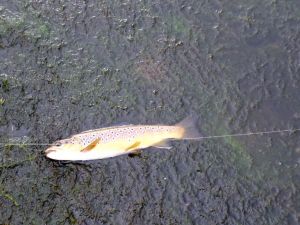 SAMSUNG CAMERA PICTURES