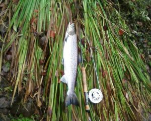 Alan Graham Salmon 311014