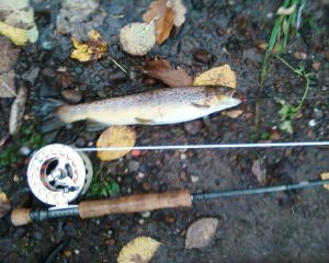 Alan Graham Sea Trout 311014