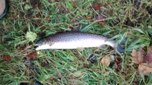 Walter Ramage Oct 14 #1 resized