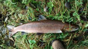 Walter Ramage Oct 14 #2 resized