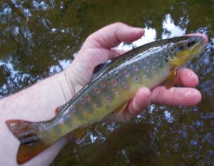 Wild devon brownie June 2015