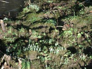 SAMSUNG CAMERA PICTURES