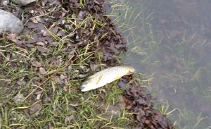 SAMSUNG CAMERA PICTURES