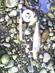 ag-061016-devon-sea-trout