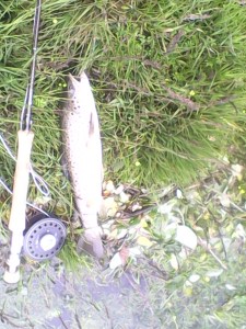 ag-061016-quey-brownie