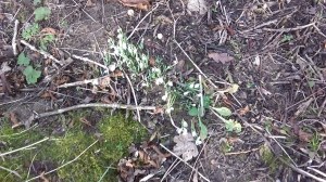 snowdrops-jan-17